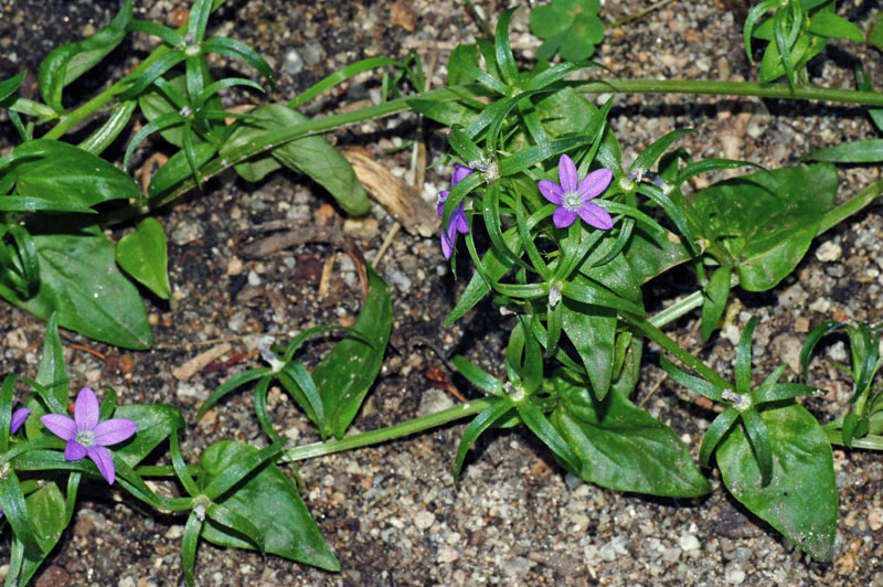 Legousia falcata / Specchio di Venene minore